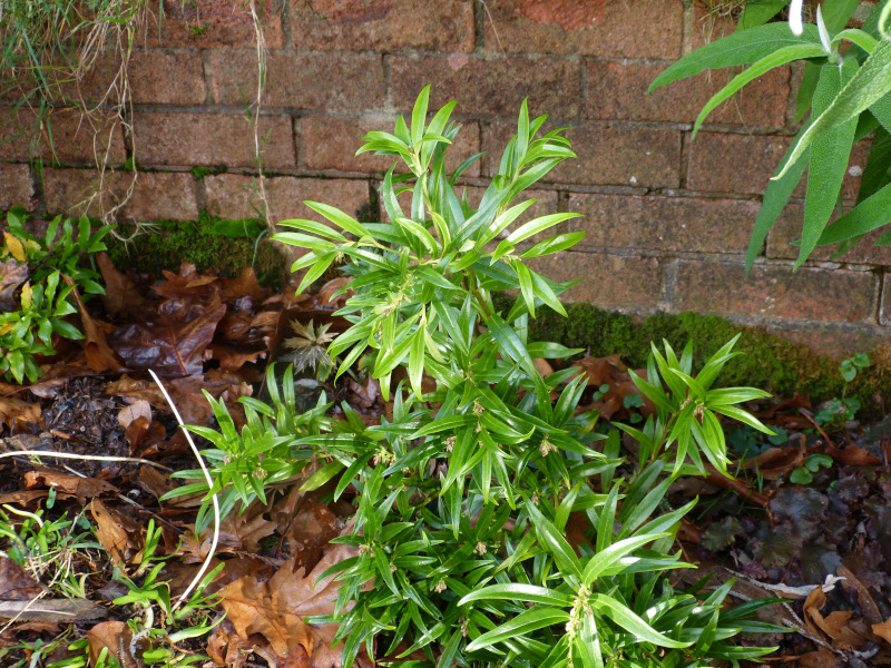 Sarcococca hookeriana.JPG