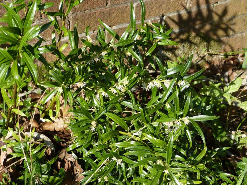 Sarcococca hookeriana.JPG