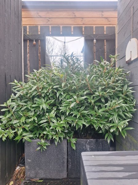 Sarcococca.jpg
