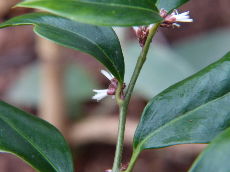 Sarcococca orientalis.JPG