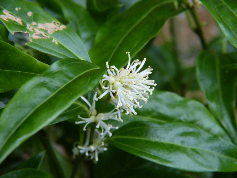 Sarcococca wallichii.JPG