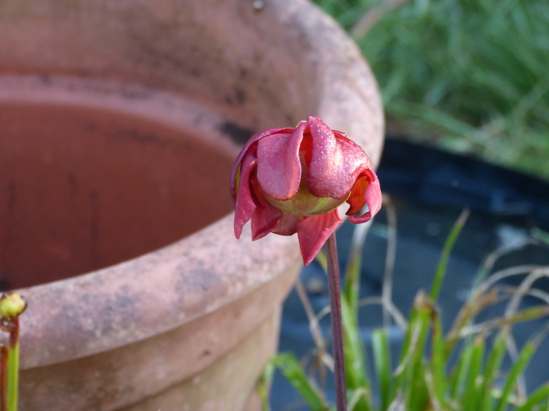 Sarracena flower red.JPG