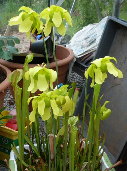 Sarracena flowers1.JPG