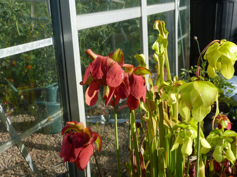 Sarracenia 1.JPG
