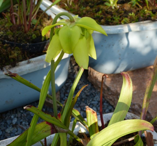 Sarracenia 1.JPG