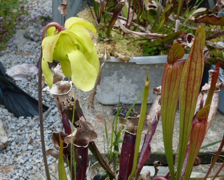 Sarracenia 1.JPG