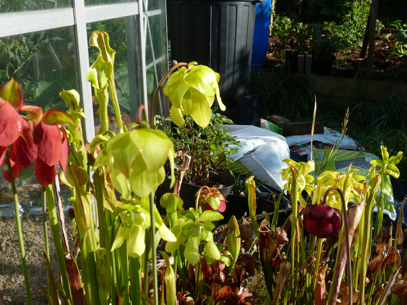 Sarracenia 2.JPG