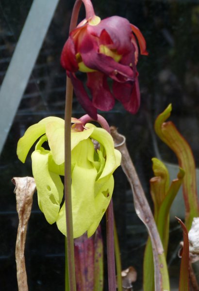 Sarracenia 2.JPG