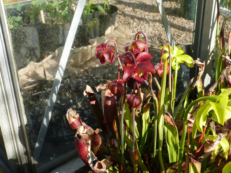 Sarracenia 3.JPG