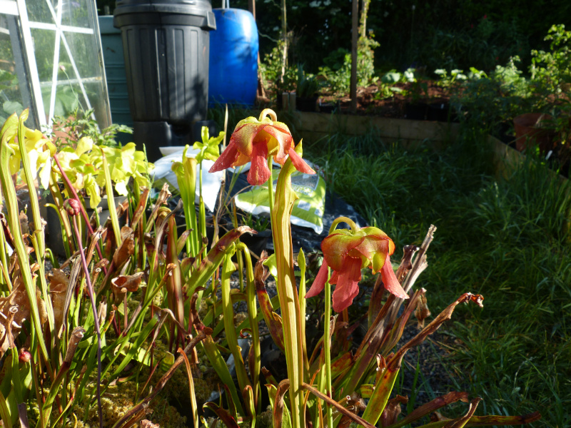 Sarracenia 4.JPG