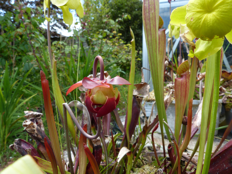 Sarracenia 6.JPG