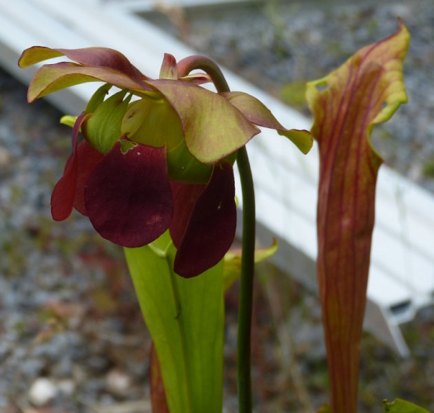 Sarracenia 7.JPG