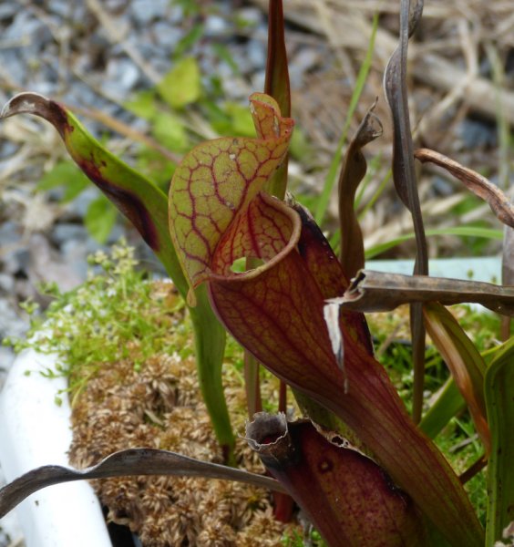 Sarracenia 8.JPG