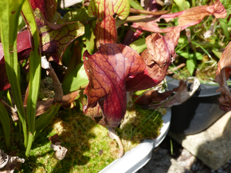 Sarracenia 9.JPG