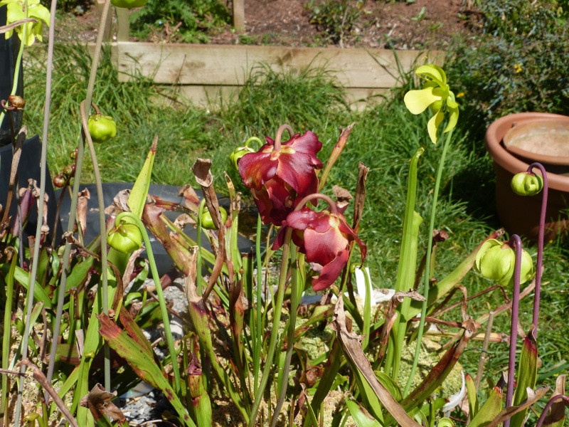 Sarracenia flower 1.JPG