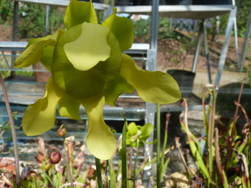 Sarracenia flower 2.JPG