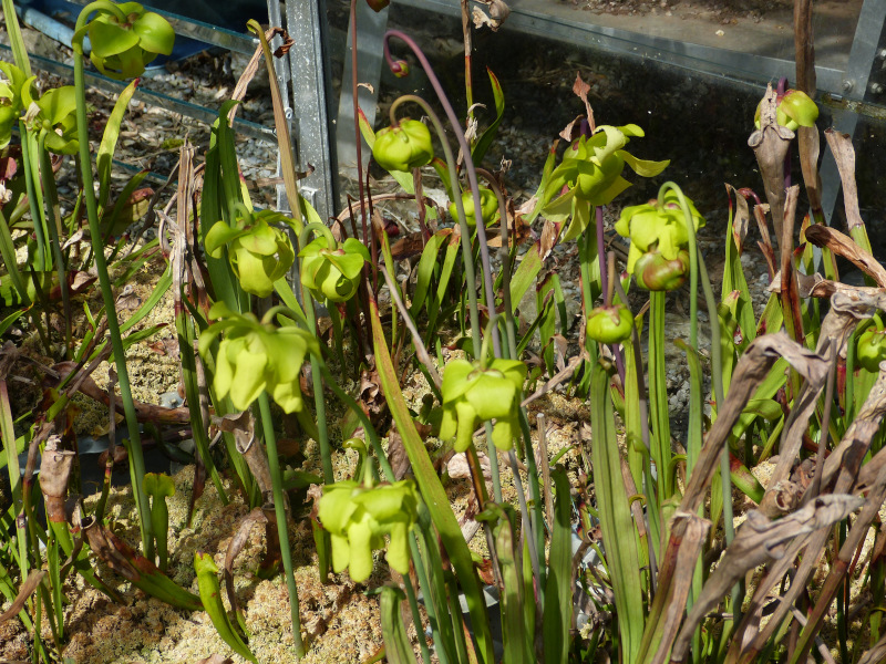 Sarracenia flower 3.JPG