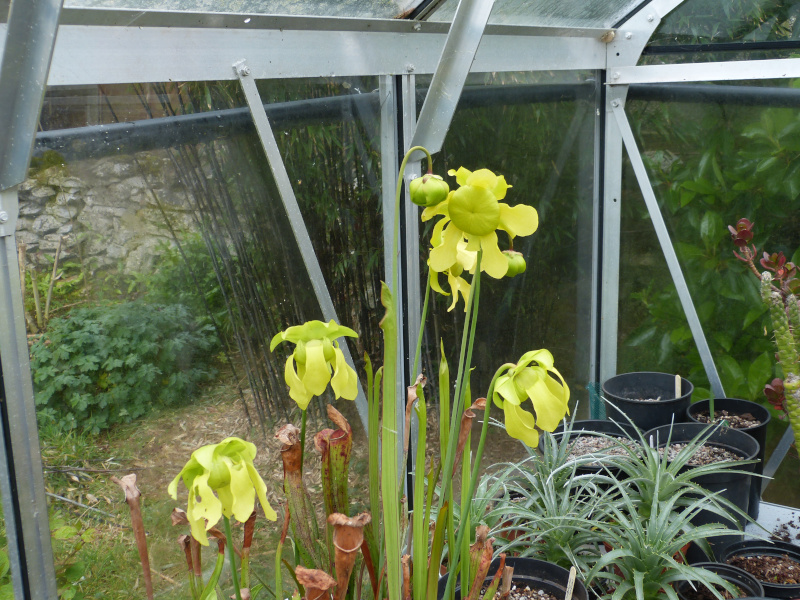 Sarracenia.JPG