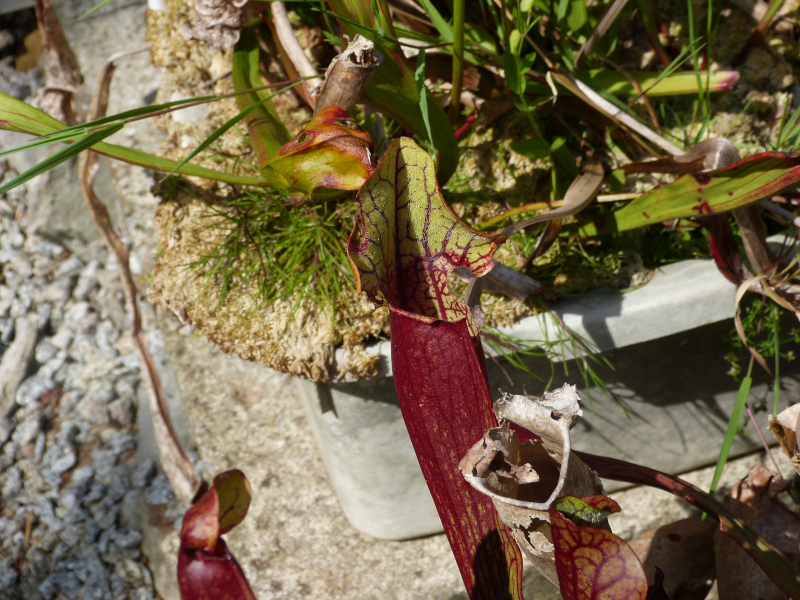 Sarracenia.JPG