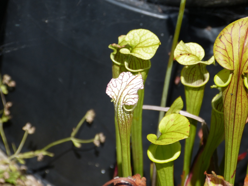 Sarracenia leucophyllum.JPG