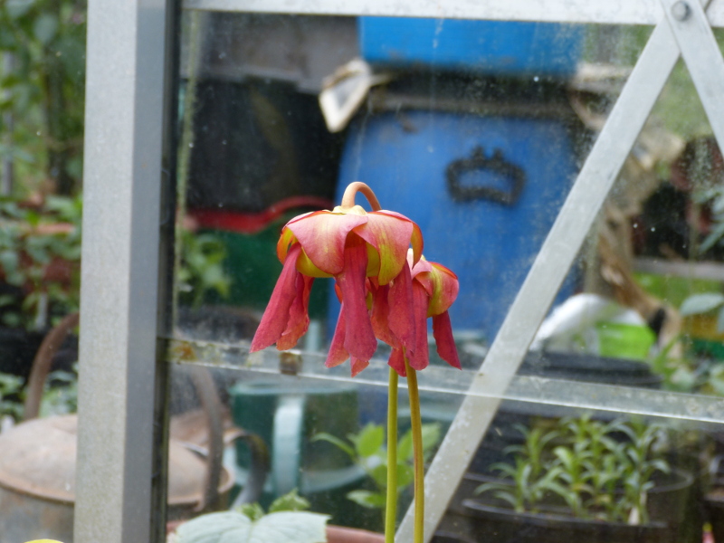 Sarrecenia a 2017.JPG