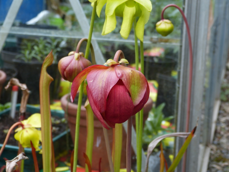 Sarrecenia b 2017.JPG