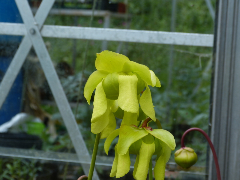 Sarrecenia c 2017.JPG