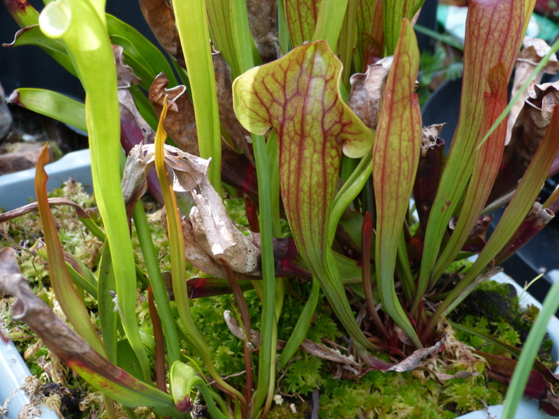 Sarrracenia pitcher 1 2017.JPG