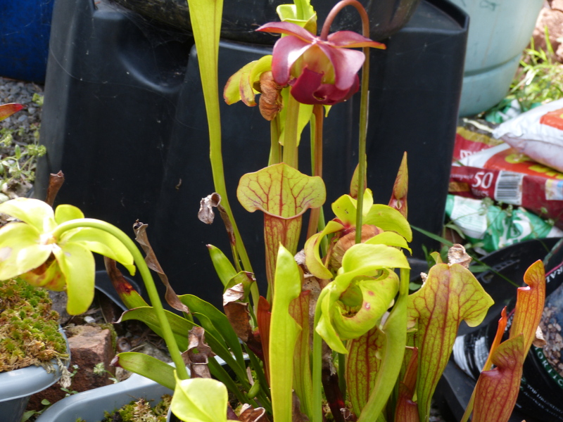 Sarrracenia pitcher 2 2017.JPG