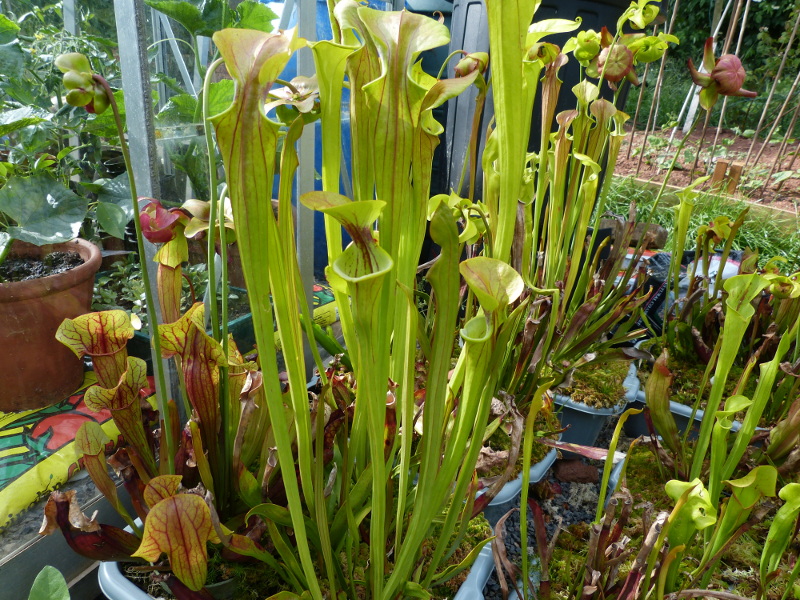 Sarrracenia pitcher 3 2017.JPG