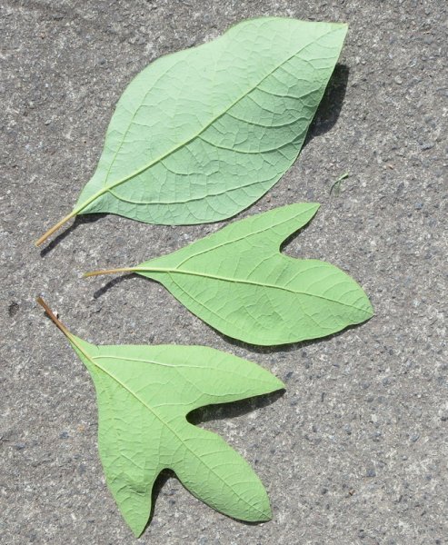 SASSAFRAS  ALBIDUM 03-07-2014 15-57-15.JPG