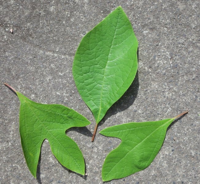 SASSAFRAS  ALBIDUM 03-07-2014 15-57-38.JPG