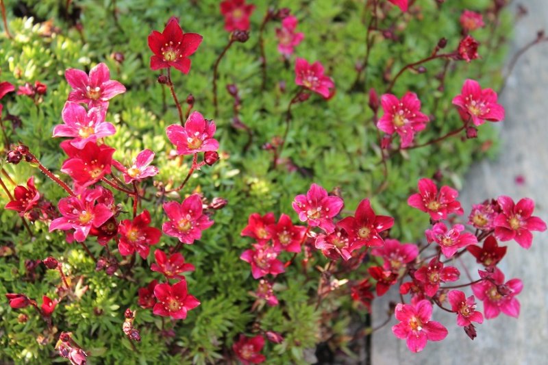 Saxifraga \'Ardensii\' (2).JPG