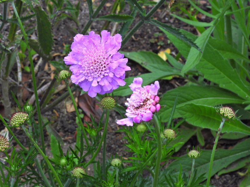 scabios Kudo Pink.JPG