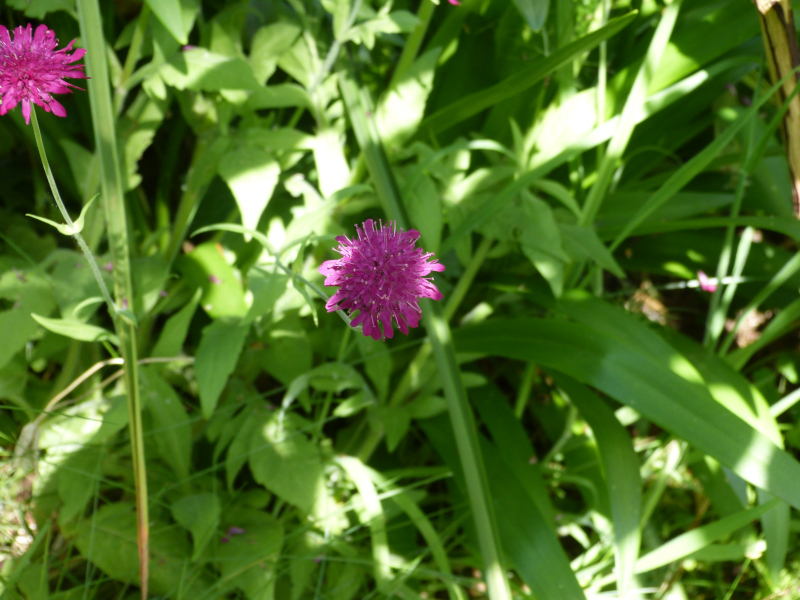 Scabiosa rumelica.JPG