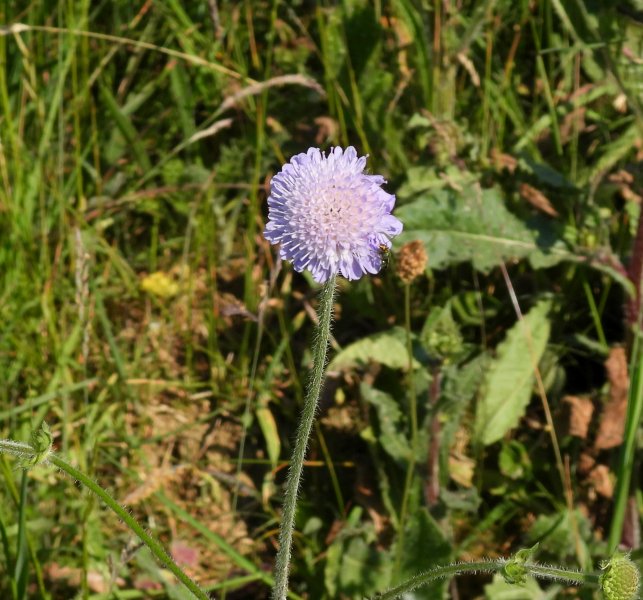 scabious.JPG