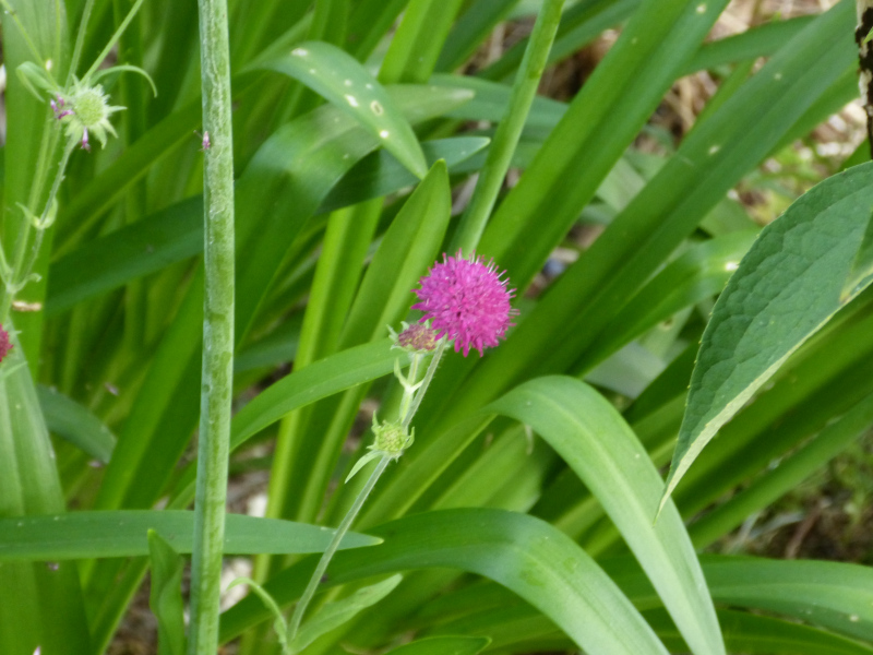 Scabious rumelica.JPG