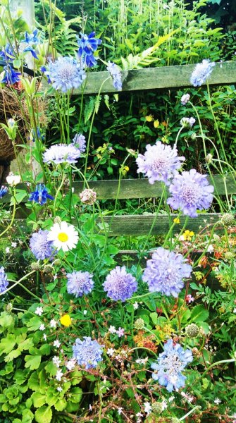 Scabious_‘Butterfly Blue_Buttercups_oxeye daisy_Aquilegia deep blue and Londons pride.jpg