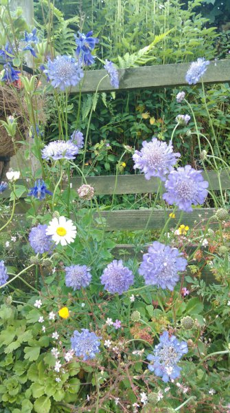 Scabious_Butterfly Blue_Oxeye daisy_Buttercups_Aquilegia Deep blue and Londons pride.jpg