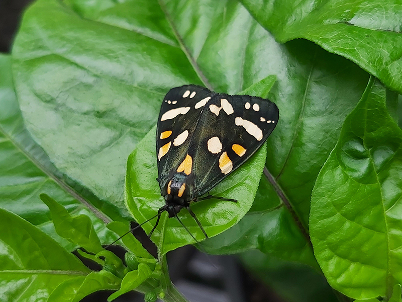 Scarlet Tiger on Trinidad Butch Taylor Chili - Some like it hot (1).jpg
