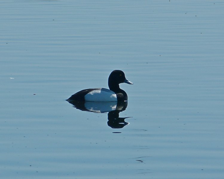 Scaup 3.JPG