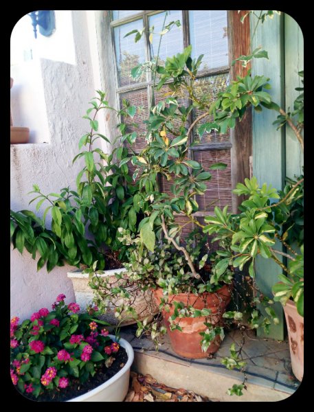 Schefflera 13 Jul.jpg