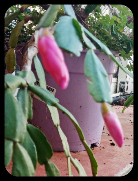 Schlumbergera truncata 25 Jan 22.jpg