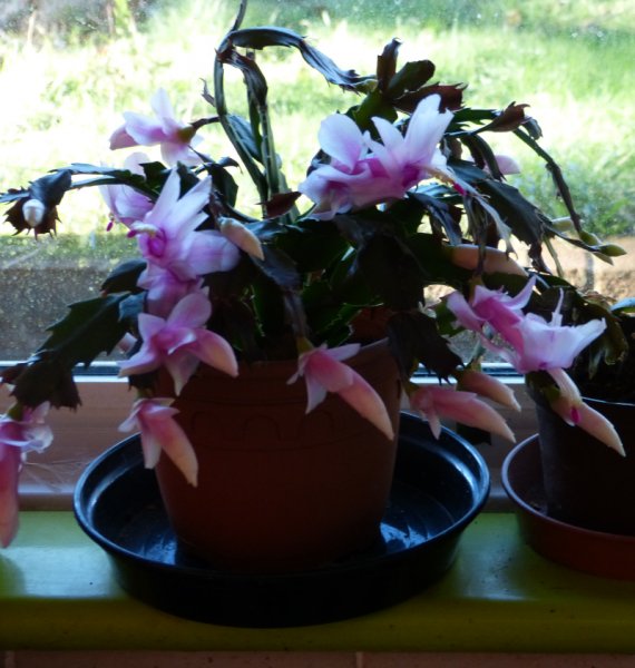 Schlumbergia truncatus 1.JPG