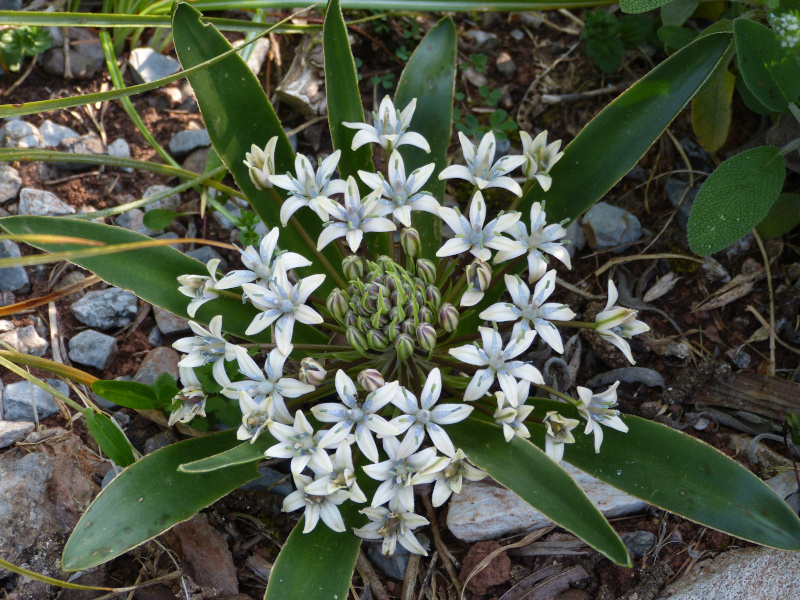 Scilla cilicica.JPG