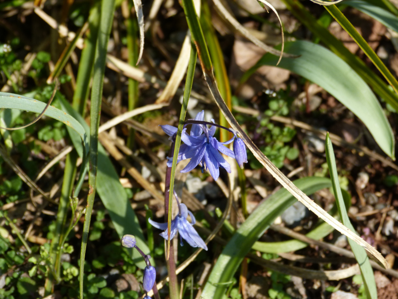 Scilla cilicica.JPG