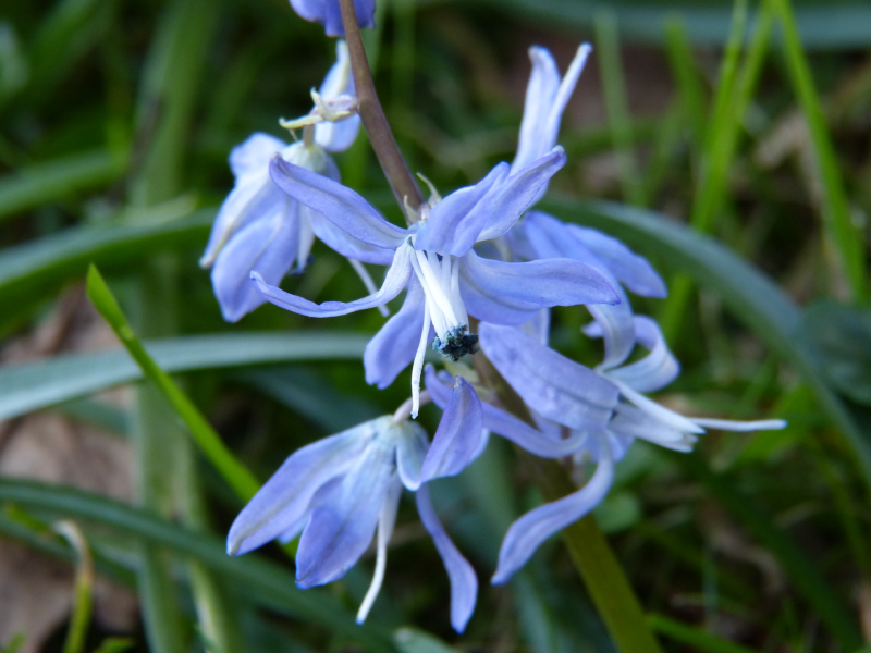 Scilla hohenackeri 1.JPG
