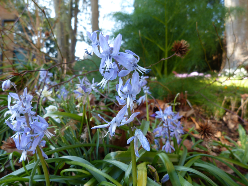 Scilla hohenackeri.JPG