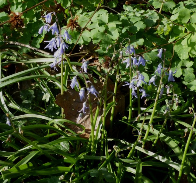 Scilla hohenackeri.JPG