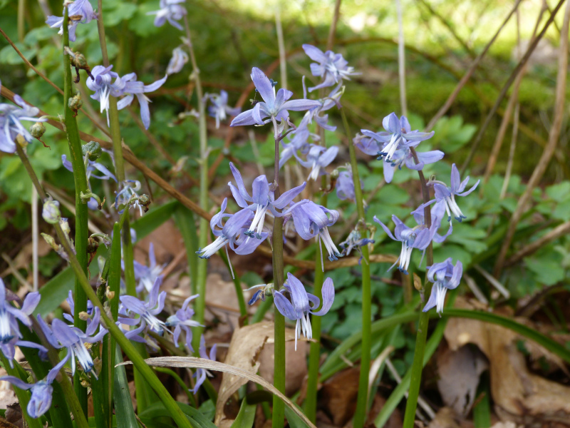 Scilla hohenhackeri.JPG